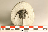 30789 - Nicely Prepared 1.31 Inch Cyphaspis (Otarion) cf. boutscharafinense Devonian Trilobite