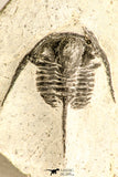 30789 - Nicely Prepared 1.31 Inch Cyphaspis (Otarion) cf. boutscharafinense Devonian Trilobite