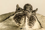 30789 - Nicely Prepared 1.31 Inch Cyphaspis (Otarion) cf. boutscharafinense Devonian Trilobite