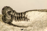 30789 - Nicely Prepared 1.31 Inch Cyphaspis (Otarion) cf. boutscharafinense Devonian Trilobite