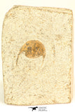 30794 - Well Preserved 0.69 Inch Onnia sp Ordovician Trilobite