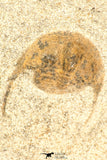 30794 - Well Preserved 0.69 Inch Onnia sp Ordovician Trilobite