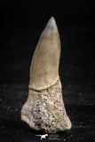 05115 - Top Beautiful 1.18 Inch Sclerorhynchus (Cartilaginous Sawfish) Tooth Late Cretaceous