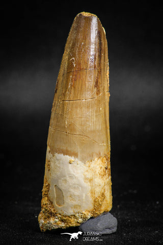 05116 - Beautiful 2.56 Inch Spinosaurus Dinosaur Tooth Cretaceous