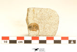 30800 - Nicely Prepared 0.75 Inch Onnia sp Ordovician Trilobite