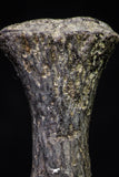 20670 - Finest Grade Unidentified Mosasaur Black Phalanx Paddle Bone Cretaceous - New Location