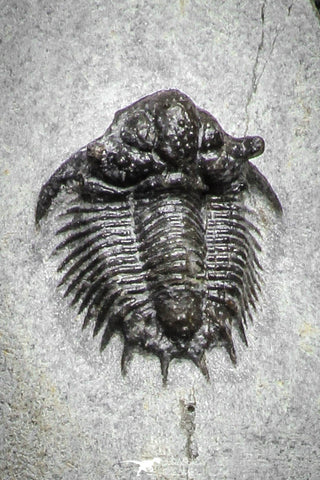 22078 - Top Rare Lichid Trilobite 0.64 Inch Acanthopyge (Lobopyge) bassei Lower Devonian