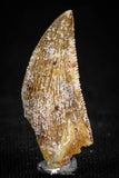 05154 - Nice Serrated 0.82 Inch Abelisaur Dinosaur Tooth Cretaceous KemKem Beds