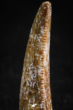 05154 - Nice Serrated 0.82 Inch Abelisaur Dinosaur Tooth Cretaceous KemKem Beds