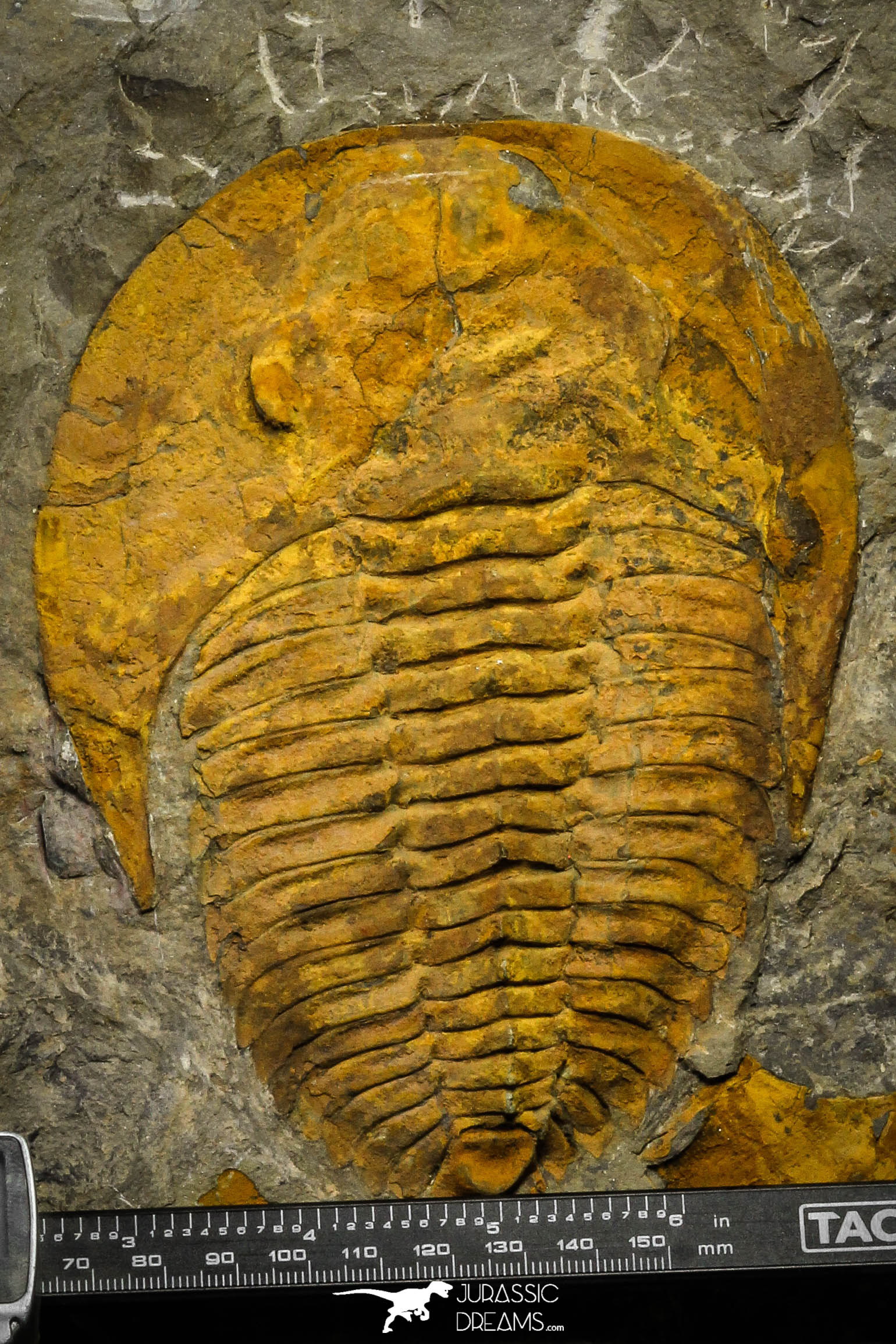 Trilobite – 1 3/4 oz.