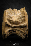 07645 - Top Beautiful 2.41 Inch Enchodus libycus Vertebra Bone Late Cretaceous