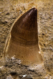 07650 - Top Huge 1.85 Inch Mosasaur (Prognathodon anceps) Tooth in Matrix Late Cretaceous