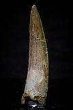 20694 - Well Preserved 2.24 Inch Spinosaurus Dinosaur Tooth Cretaceous