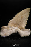 05171 - Strongly Serrated 1.95 Inch Palaeocarcharodon orientalis (Pygmy white Shark) Tooth