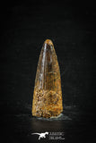 88663 - Top Beautiful 1.98 Inch Spinosaurus Dinosaur Tooth Cretaceous