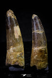 20714 - Great Collection of 2 Spinosaurus Dinosaur Teeth Cretaceous KemKem Beds