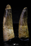 20714 - Great Collection of 2 Spinosaurus Dinosaur Teeth Cretaceous KemKem Beds