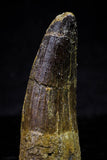 20714 - Great Collection of 2 Spinosaurus Dinosaur Teeth Cretaceous KemKem Beds