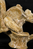 05210 - Finest Grade Association 2 Elasmosaurus (Zarafasaura oceanis) Vertebrae Bones