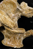 05210 - Finest Grade Association 2 Elasmosaurus (Zarafasaura oceanis) Vertebrae Bones