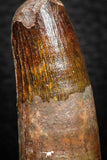 08161 - Nice 1.59 Inch Spinosaurus Dinosaur Tooth Cretaceous KemKem Beds