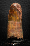 08161 - Nice 1.59 Inch Spinosaurus Dinosaur Tooth Cretaceous KemKem Beds