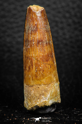 08162 - Nice 1.69 Inch Spinosaurus Dinosaur Tooth Cretaceous KemKem Beds