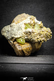 22114 - Lustrous Yellow Green Apatite Crystals on Brecciated Matrix - Imilchil (Morocco)