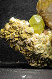 22114 - Lustrous Yellow Green Apatite Crystals on Brecciated Matrix - Imilchil (Morocco)