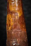 08151 - Beautiful 1.42 Inch Spinosaurus Dinosaur Tooth Cretaceous KemKem Beds