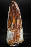 06026 - Top Beautiful 1.87 Inch Spinosaurus Dinosaur Tooth Cretaceous