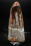 06026 - Top Beautiful 1.87 Inch Spinosaurus Dinosaur Tooth Cretaceous