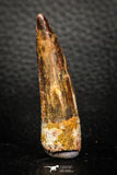 08153 - Top Beautiful 1.84 Inch Spinosaurus Dinosaur Tooth Cretaceous KemKem Beds