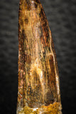 08153 - Top Beautiful 1.84 Inch Spinosaurus Dinosaur Tooth Cretaceous KemKem Beds