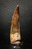 08153 - Top Beautiful 1.84 Inch Spinosaurus Dinosaur Tooth Cretaceous KemKem Beds