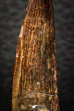 08153 - Top Beautiful 1.84 Inch Spinosaurus Dinosaur Tooth Cretaceous KemKem Beds