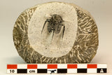 30860 - Well Prepared 1.21 Inch Cyphaspis (Otarion) cf. boutscharafinense Devonian Trilobite