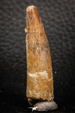 08154 - Top Beautiful 1.89 Inch Spinosaurus Dinosaur Tooth Cretaceous KemKem Beds