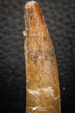 08154 - Top Beautiful 1.89 Inch Spinosaurus Dinosaur Tooth Cretaceous KemKem Beds