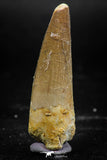 06029 - Top Beautiful 1.84 Inch Spinosaurus Dinosaur Tooth Cretaceous