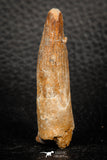 08154 - Top Beautiful 1.89 Inch Spinosaurus Dinosaur Tooth Cretaceous KemKem Beds