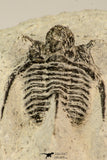 30860 - Well Prepared 1.21 Inch Cyphaspis (Otarion) cf. boutscharafinense Devonian Trilobite