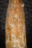 08154 - Top Beautiful 1.89 Inch Spinosaurus Dinosaur Tooth Cretaceous KemKem Beds