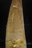 06029 - Top Beautiful 1.84 Inch Spinosaurus Dinosaur Tooth Cretaceous