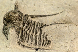 30860 - Well Prepared 1.21 Inch Cyphaspis (Otarion) cf. boutscharafinense Devonian Trilobite