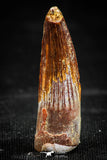 06036 - Top Beautiful 1.13 Inch Spinosaurus Dinosaur Tooth Cretaceous