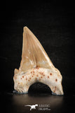 88464 - Top Huge OTODUS OBLIQUUS (mackerel shark) Tooth Paleocene