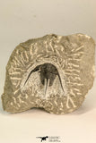 30867 - Top Beautiful 1.45 Inch Cyphaspis (Otarion) cf. boutscharafinense Devonian Trilobite