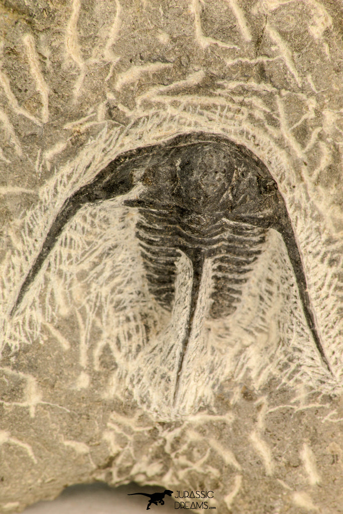 30867 - Top Beautiful 1.45 Inch Cyphaspis (Otarion) cf. boutscharafinense Devonian Trilobite