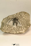 30867 - Top Beautiful 1.45 Inch Cyphaspis (Otarion) cf. boutscharafinense Devonian Trilobite